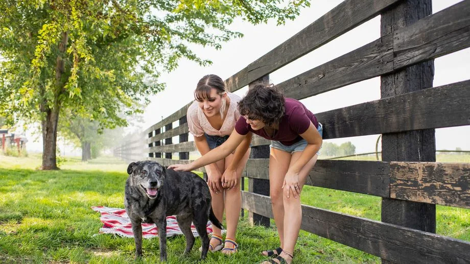 Vacances d'été : les bons réflexes pour éviter morsures et accidents avec les animaux