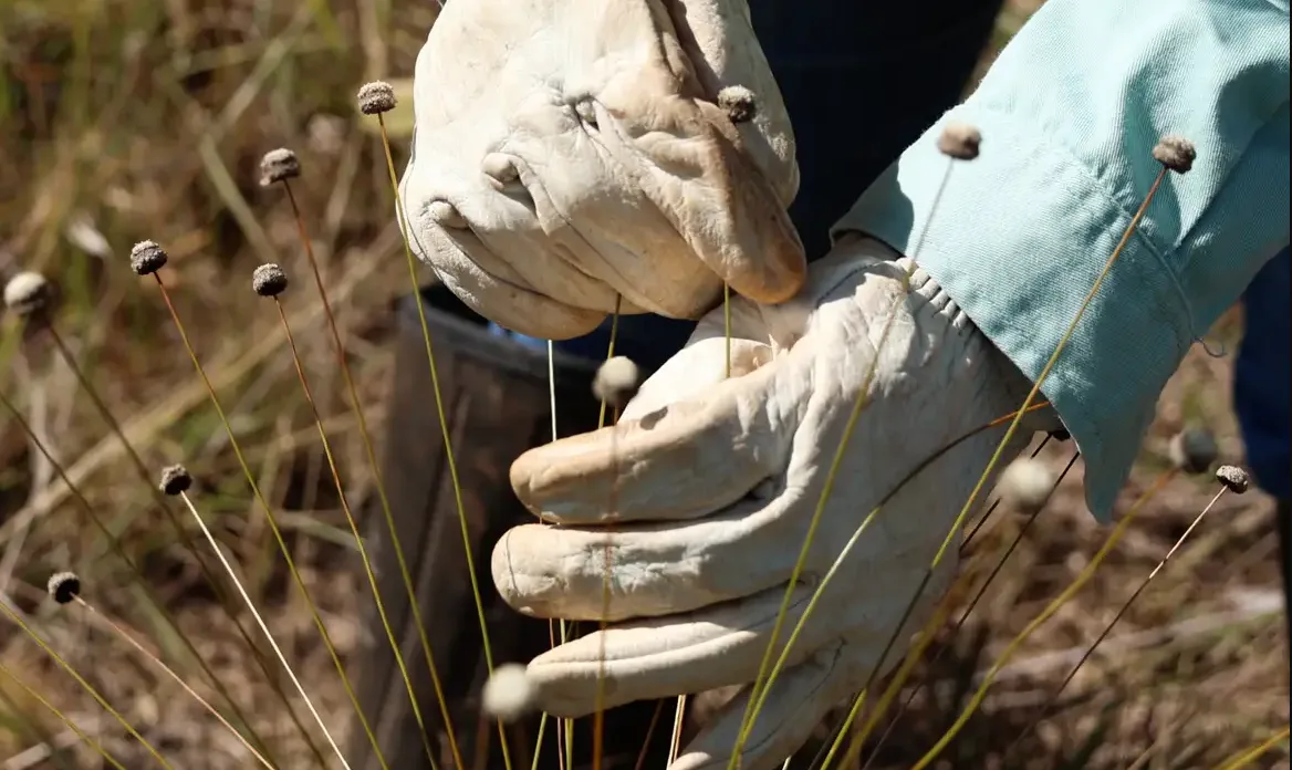 Pesquisadores redescobrem plantas raras em Minas Gerais após décadas sem registros