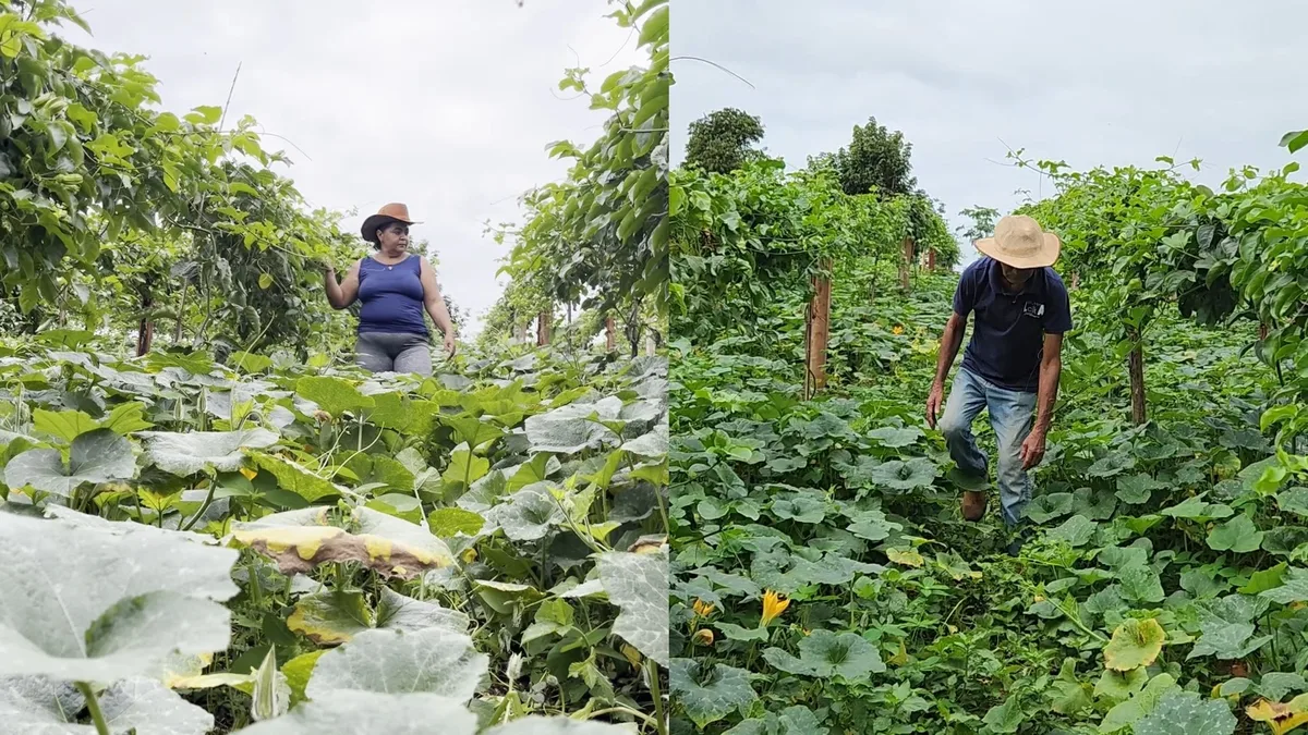 Feira de Agricultura Familiar reúne produtores e atividades culturais em Feira de Santana