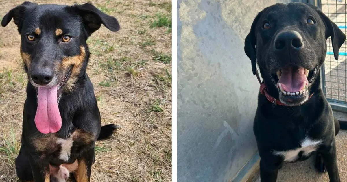 Jura. Chiens attachés à un poteau ou abandonnés en forêt comme un déchet : « Cet été, c’était l’enfer »