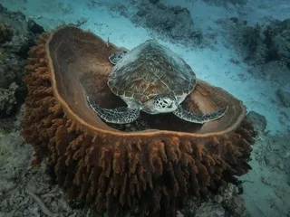Que font ces tortues la tête en bas dans une éponge de mer ? L’explication est improbable