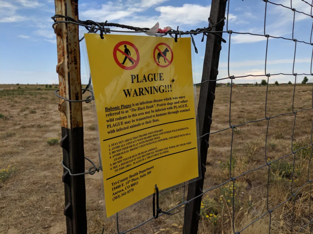 The plague never went away. Cases are reported in parts of Africa and the U.S. nearly every year