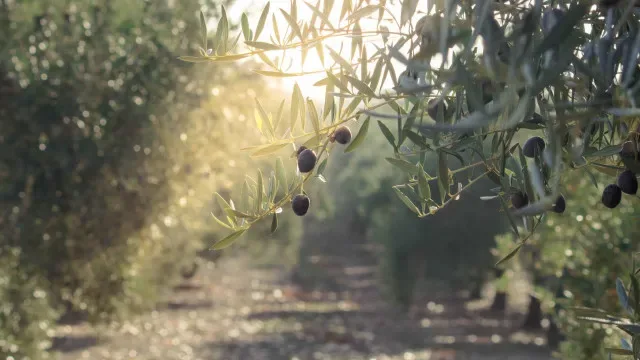 CCDR Alentejo afirma que fábrica de bagaço nunca incumpriu parâmetros