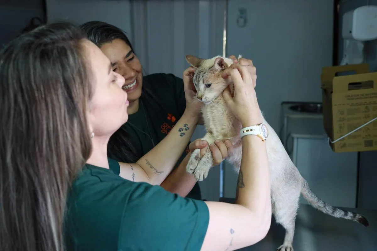 Consultório móvel oferece atendimento veterinário gratuito em três bairros