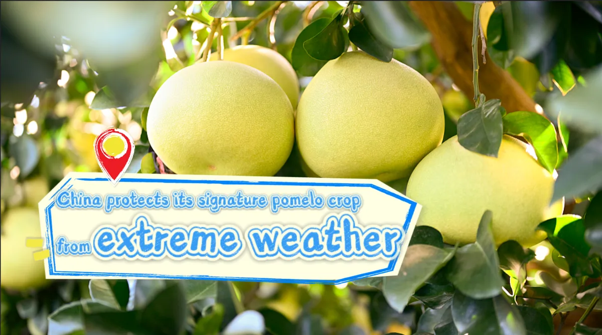 Zhejiang protects its pomelo crop from extreme weather