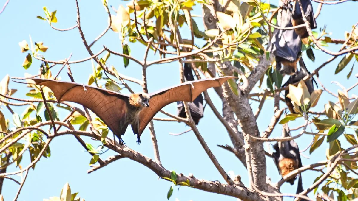 NSW Health issues urgent lyssavirus warning after 43 people bitten by bats over two week period