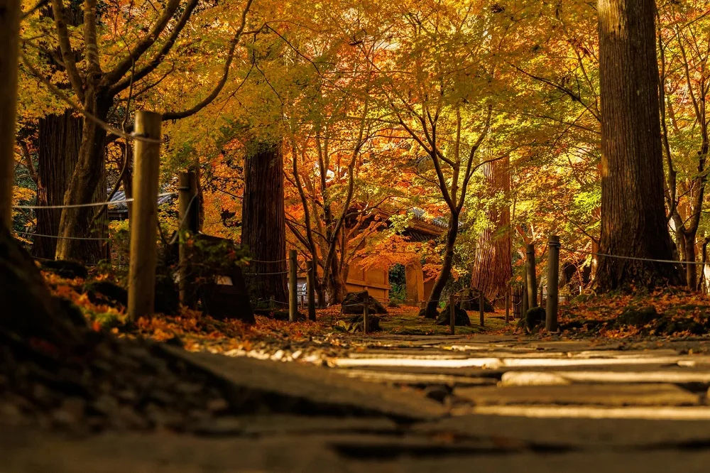 Japan’s first fall color forecast for 2026 is here!
