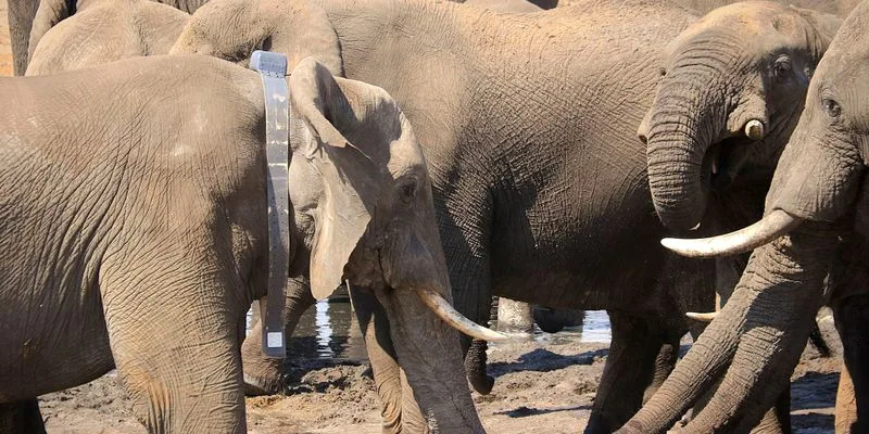DEADLY FAILURE OP-ED: A collar was not enough: Botswana’s failure to protect its research elephants from trophy hunters