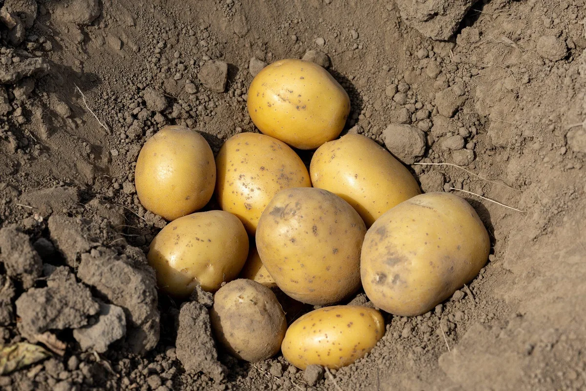 Agriculture : une chute de 23 % de la récolte de pommes de terre attendue par les producteurs