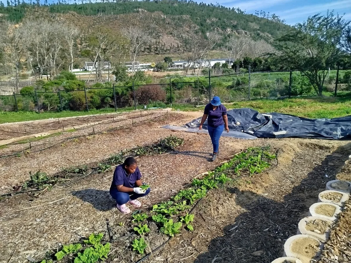 From dirty river water to fresh vegetables: Langrug garden gives residents hope