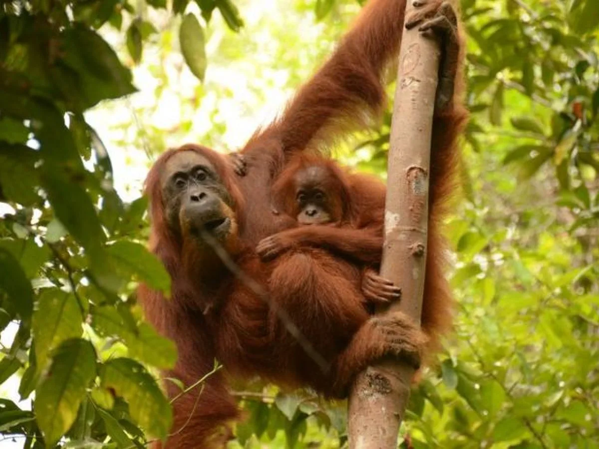 Fais comme maman: la technique d'apprentissage de l'orang-outan