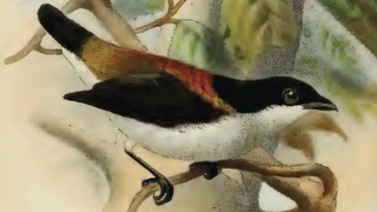 A 9-year-old girl in the Philippines raised money to help one of the world's rarest birds