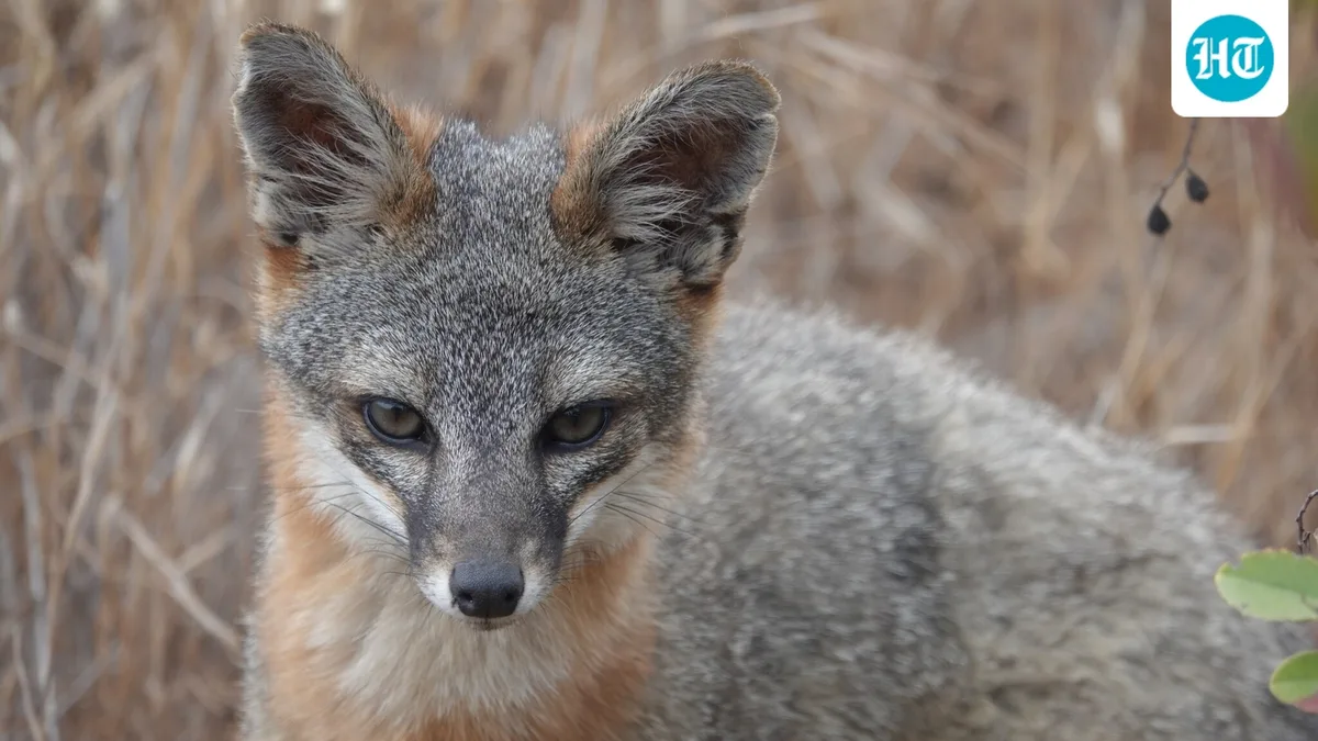 In the late 1990s, golden eagle predation left 15 foxes on Santa Rosa Island; after the eagles were removed, numbers recovered to about 1,200 by 2015