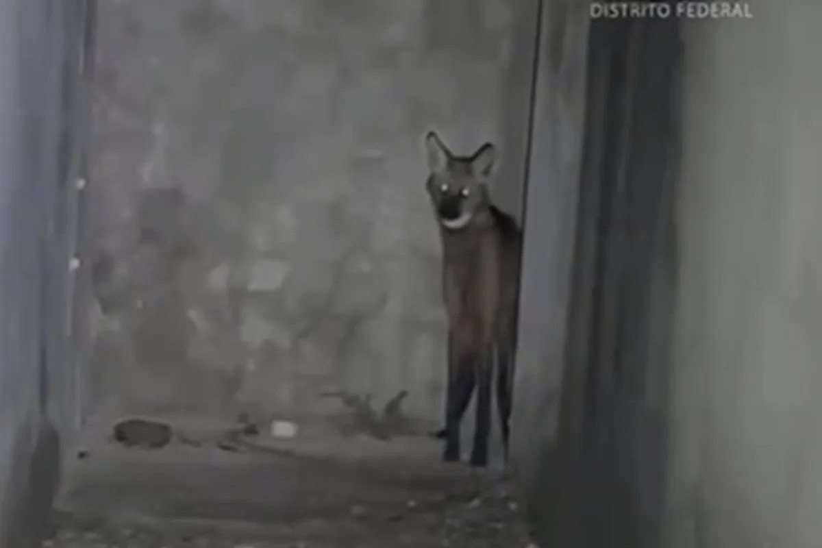 Lobo-guará é resgatado dentro de casa no DF e depois devolvido à natureza