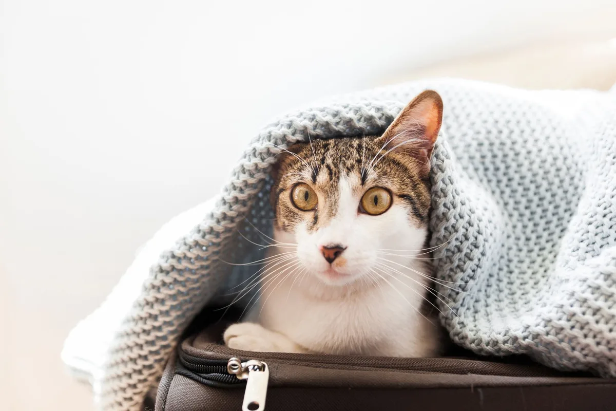 Las señales que confirman que tu gato tiene frío y las recomendaciones para evitarlo