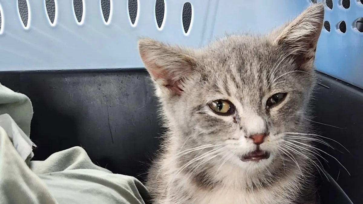 Kater 1300 Kilometer unter Auto gefangen - Puh, was für eine Miautofahrt!