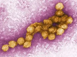 Heißer Sommer verschärft Lage: Nordmazedonien meldet fünf West-Nil-Virus-Tote