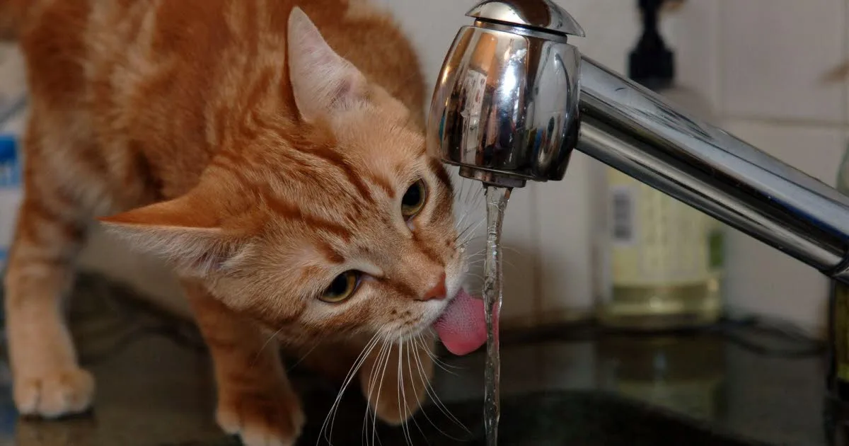 Allemagne. Un chat ouvre le robinet et provoque l’intervention des pompiers en pleine nuit