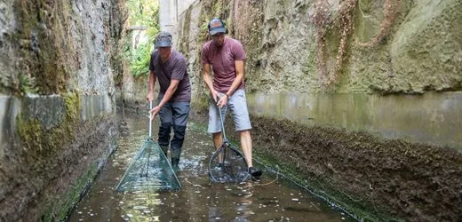 Hitze in Freiburg: Angler retten Fische aus fast ausgetrocknetem Kanal