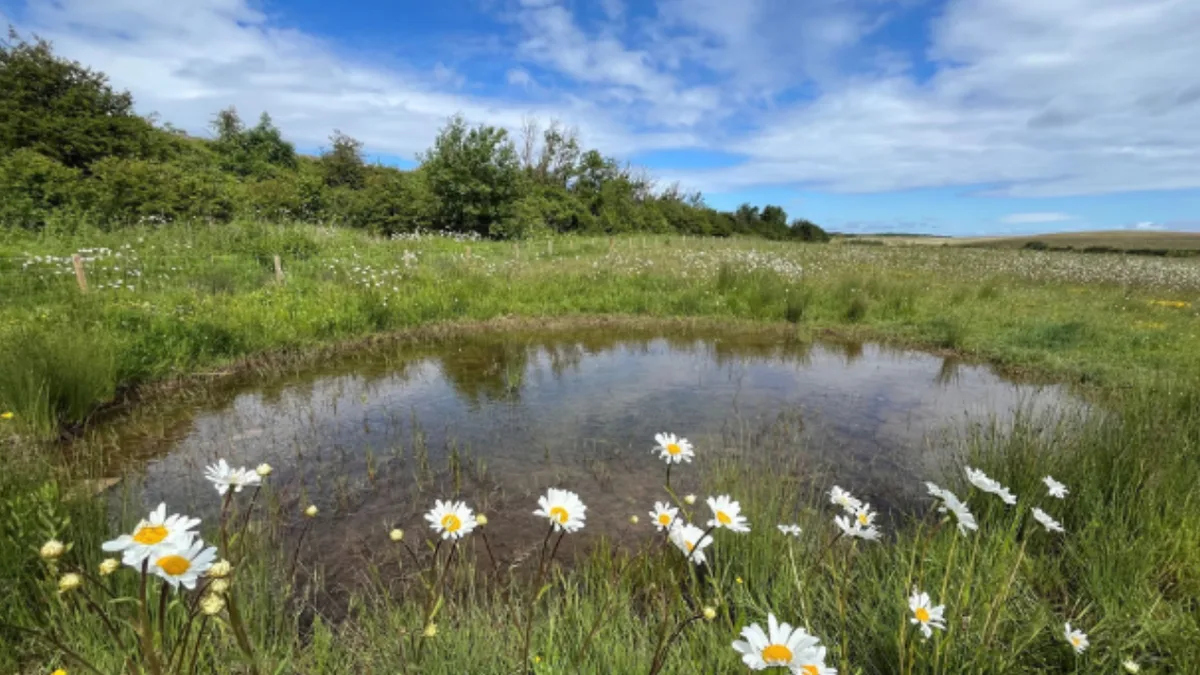 England nature projects restore 4,800 hectares and plant 127,500 trees