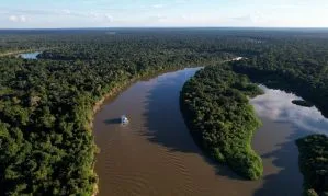 BNDES libera R$ 200 milhões para Mombak para restauração de florestas na Amazônia
