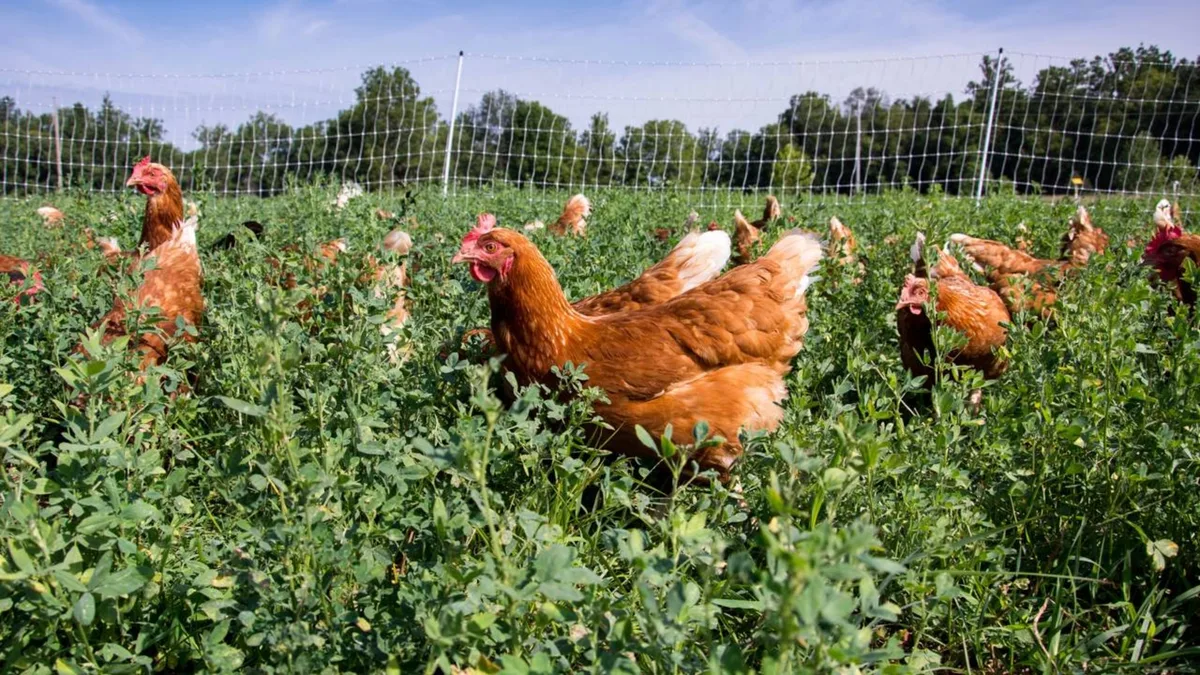 Aos 60 e poucos, ator global deixa a capital, compra sítio no interior e muda a rotina para criar galinhas e plantar a própria comida