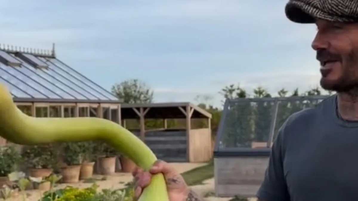David Beckham y Victoria descubren una hortaliza con una forma muy peculiar en su huerto: "Nunca había visto algo así"