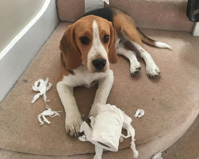 The pet I’ll never forget: Ernie the danger dog – who loves dicing with death