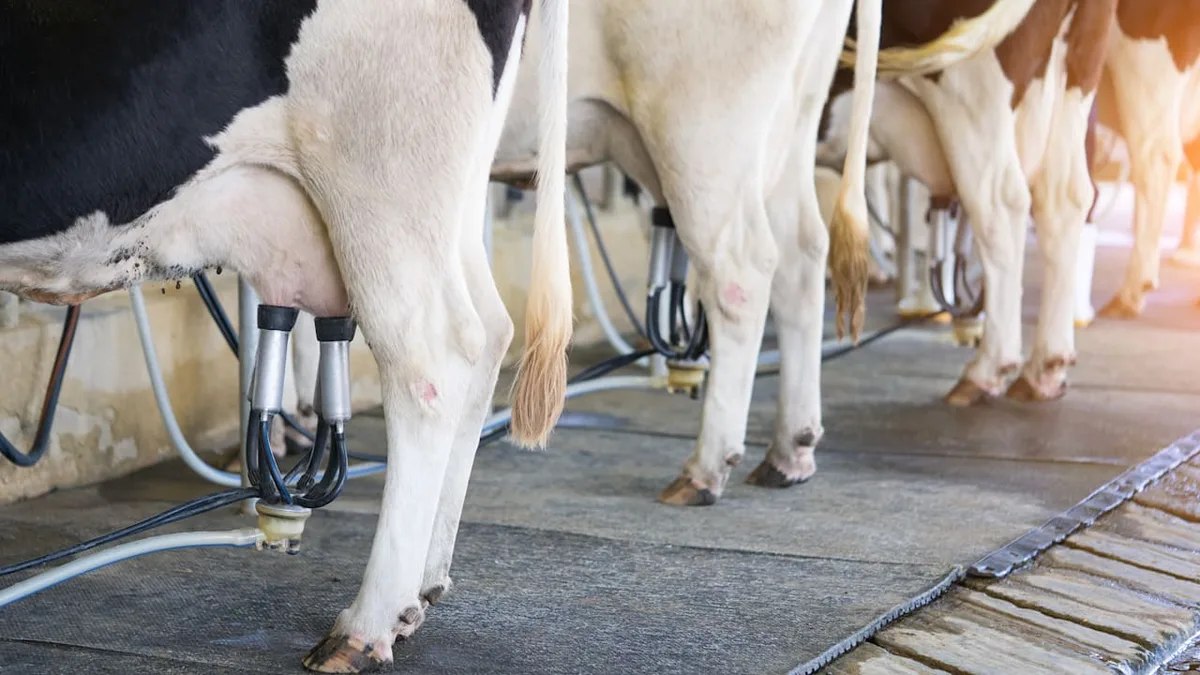 Existenzangst bei Landwirten - Molkerei-Gigant kündigt Verträge mit Milchbauern