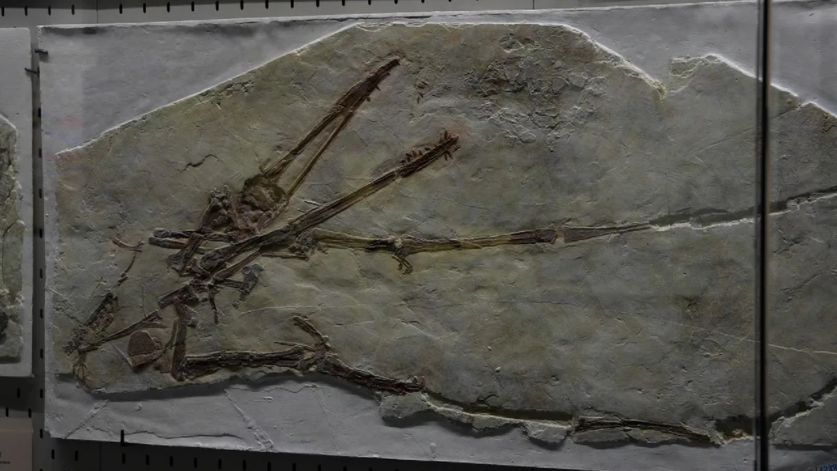Xinjiang opens museum dedicated to pterosaurs