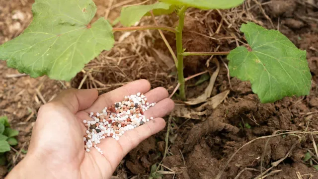 Fertilizantes mais caros? Governo vai lançar novo apoio de 20 milhões