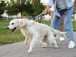 Does your dog have ADHD? Vet claims pooches can be hyperactive just like humans - here are the signs to look out for