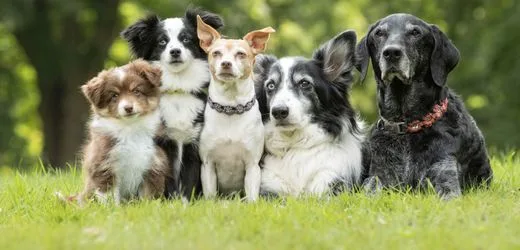 Hunde in Deutschland: Das sind die beliebtesten Namen