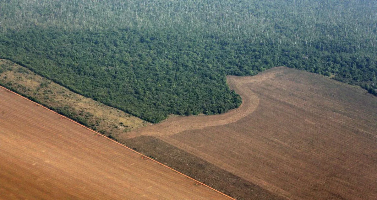 STF decide que Moratória da Soja é legal e exime tradings de indenizações
