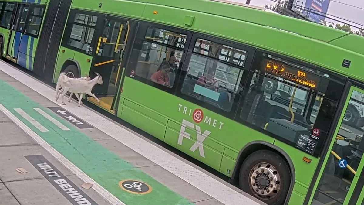 Ungewöhnliche Schwarzfahrer – Plötzlich steigen Ziegen in den Bus