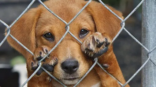 Associação Animalife cria plataforma nacional para facilitar acesso a ajuda para animais