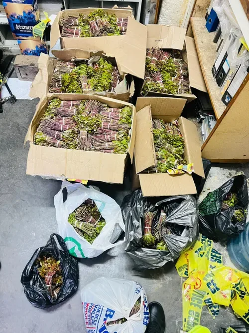 Three arrested in Komani after alleged 120kg CAT haul and R2 000 bribe