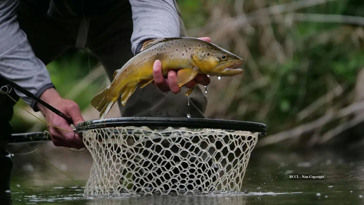 California removed 44,000 trout from Sierra lakes, helping frog numbers soar from 190 to 18,800