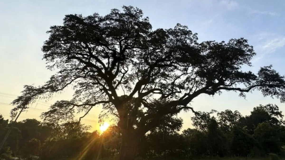 In 1781, a live oak stood beside one of Revolutionary War’s final major battles; 245 years later...