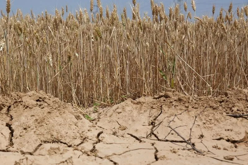 ¿Podrán los gobiernos asiáticos prevenir una crisis alimentaria?