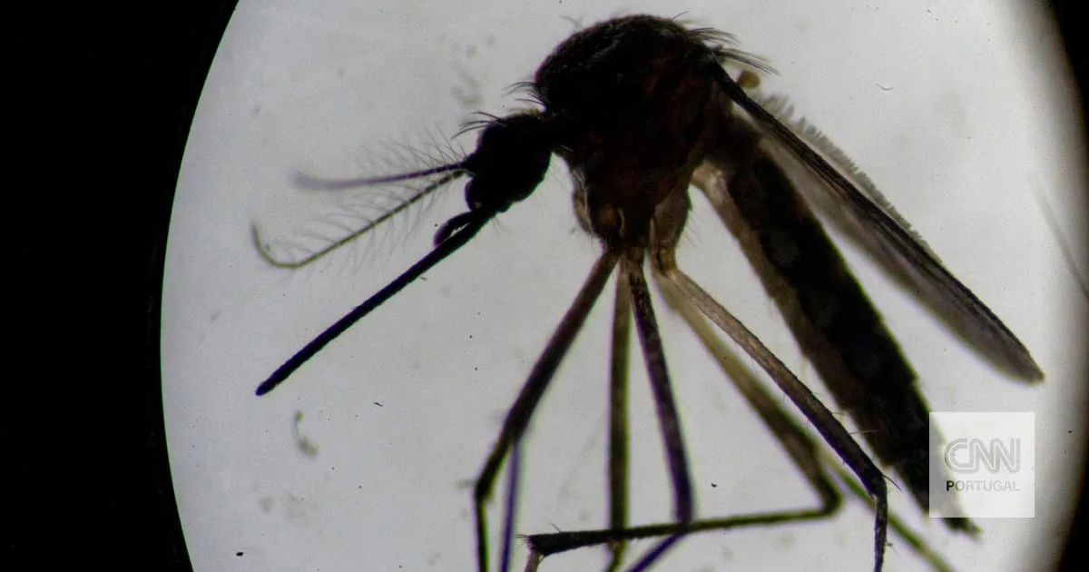 Mosquito transmissor do dengue, zika e chikungunya detetado em Castelo Branco