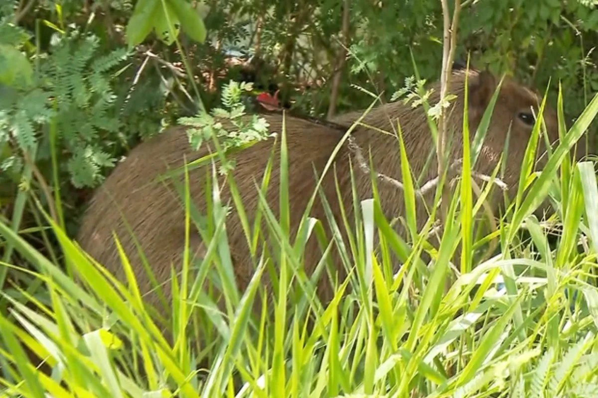 Capivara é flagrada com flecha cravada no corpo em Campo Grande; VÍDEO