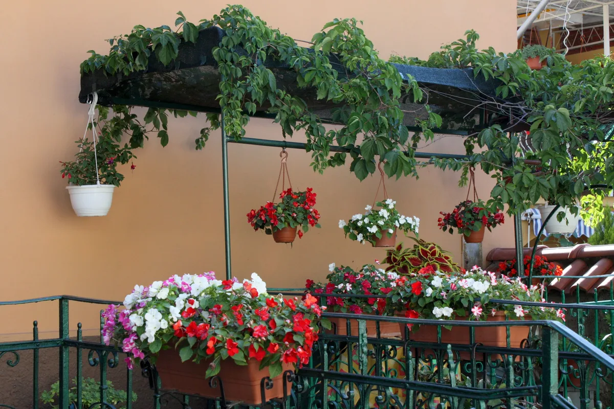 Cómo eliminar la mosca blanca de tus plantas: 7 trucos y consejos para acabar y prevenir esta plaga