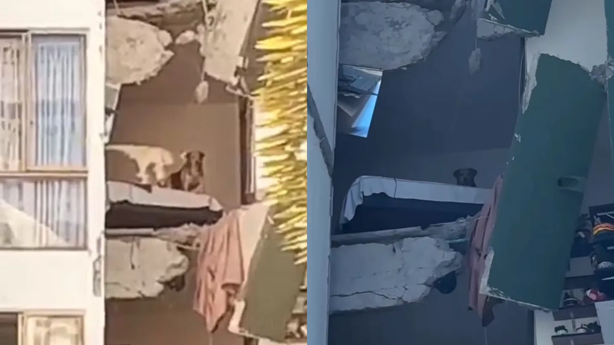 Vídeo: Cãozinho fica preso em apartamento após prédio ser destruído por terremoto na Colômbia; caso viraliza e vereador revela desfecho Cachorrinha fica presa em apartamento após prédio ser atingido por terremoto na Colômbia (Foto: Reprodução/X)