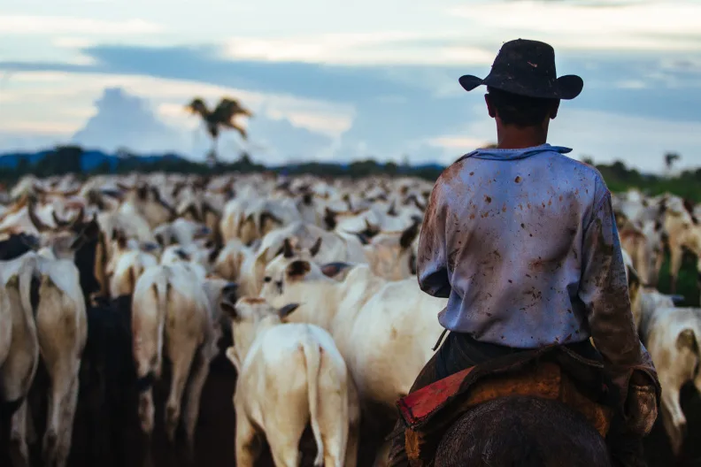 Agricultura familiar do PA mira além da rastreabilidade e dá fôlego à Pecuária Sustentável