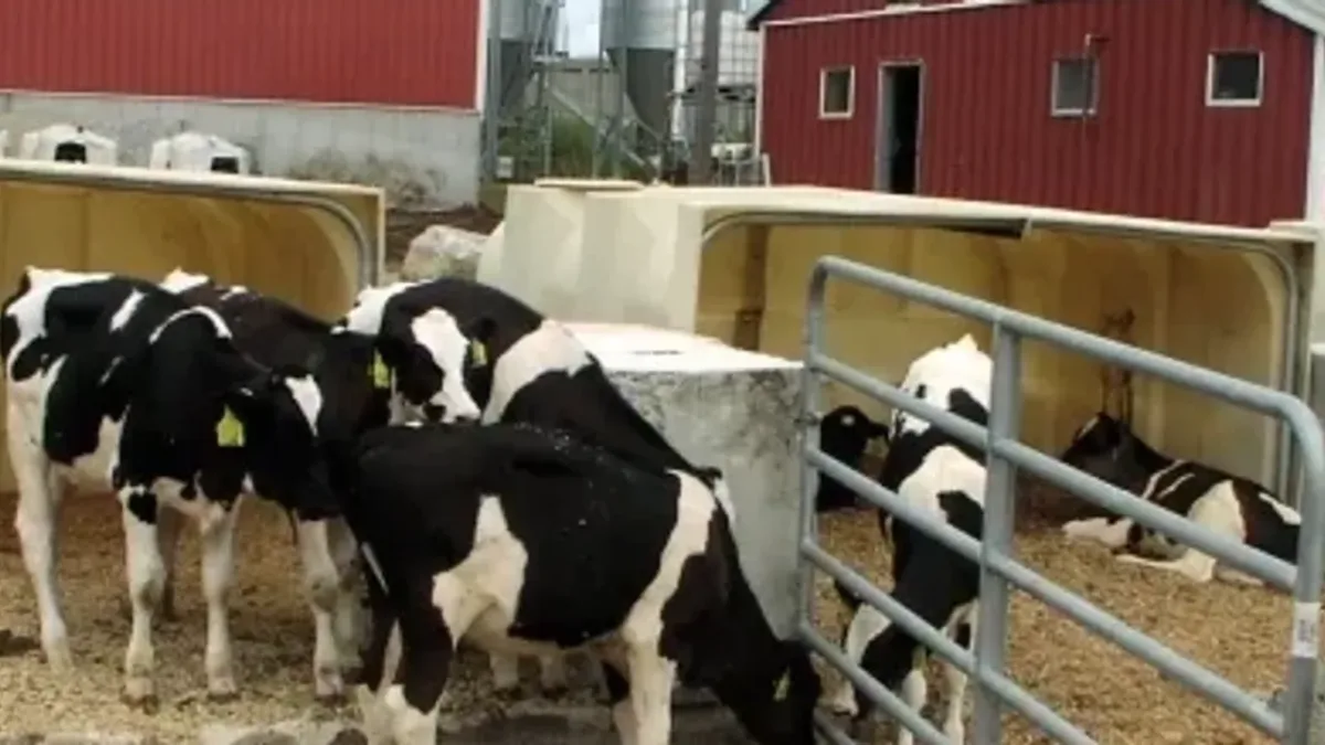Massachusetts dairy turned cow manure and food waste into energy; it now saves thousands on heat, fertiliser and bedding