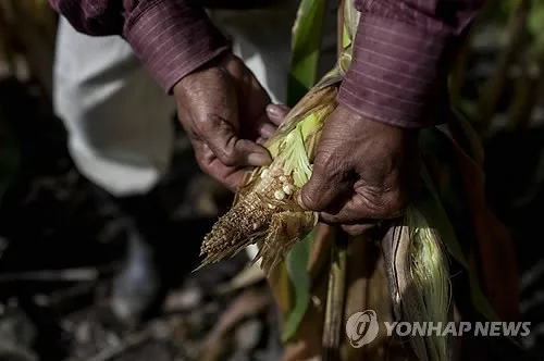 과테말라 10년 만에 최대 가뭄…제주도 면적 곡창지대 '초토화'