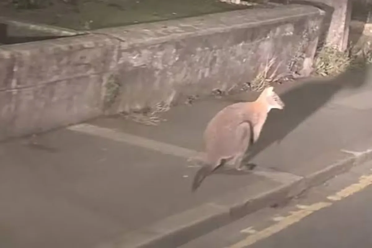 Tá perdido? Típico da Austrália, canguru é visto andando no Reino Unido