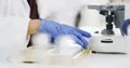 Antimicrobianos del pasado: Proteínas de 160 millones de años inspiran nuevos antibióticos contra las superbacterias