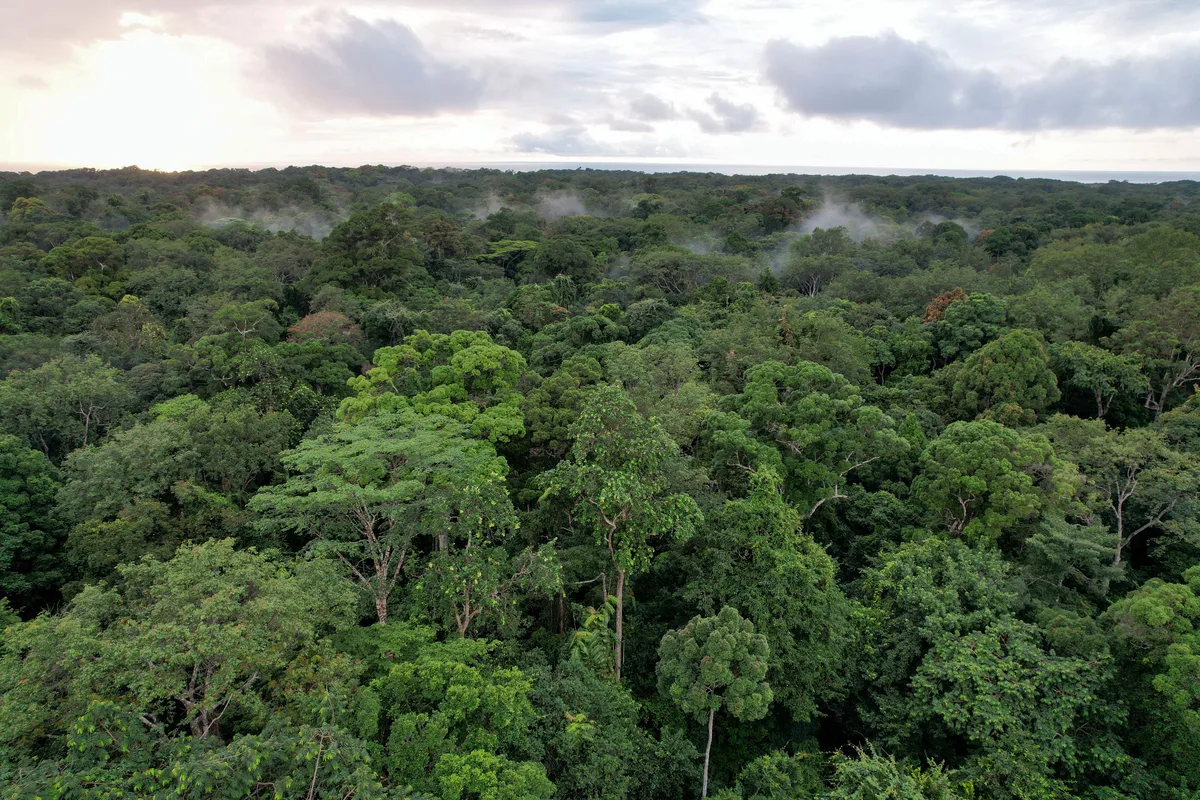 Brasil perdeu 14% da cobertura de vegetação nativa em 41 anos, aponta MapBiomas